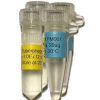 Phage Display Package Phage Display Package