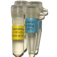 Phage Display Package Phage Display Package