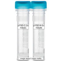 Yeast Display Vectors, high copy (display or secretion) Yeast Display Vectors, high copy (display or secretion)